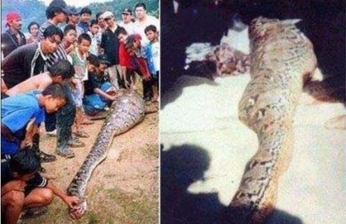 骇人听闻的大蛇吞人事件 巨蟒肚内惊见好友
