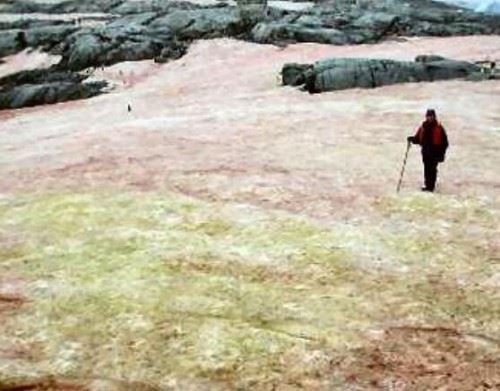 世界上罕见的粉红色西瓜雪 带有新鲜西瓜味还可以吃
