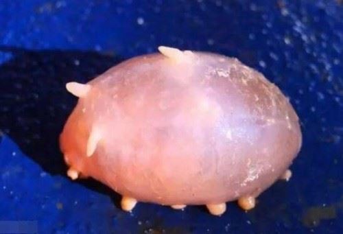 海猪是什么?海猪能吃吗?最真实的海猪图片曝光