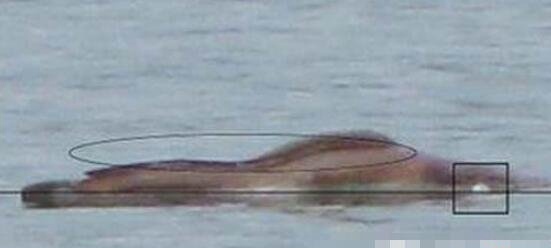 湛江湖光岩水怪之谜 湖底或存在一群龙鱼实为淡水鱼