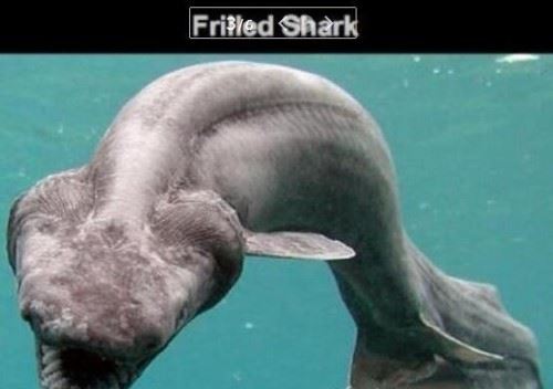 盘点十大深海未知巨型恐怖生物 海底神秘未知生物终曝光