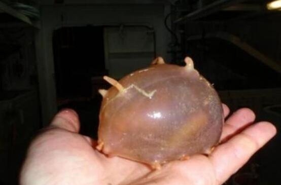海猪是什么?海猪能吃吗?最真实的海猪图片曝光