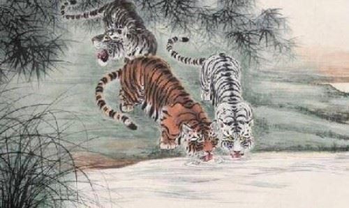 中国稀有虎类黑蓝虎之谜 蓝色的老虎濒临灭绝/图片