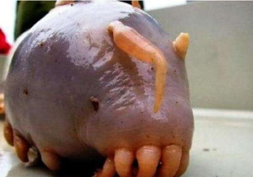 海猪是什么?海猪能吃吗?最真实的海猪图片曝光