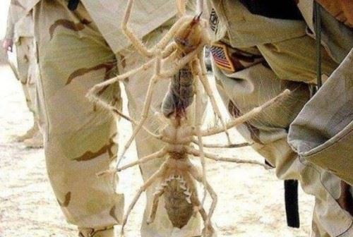 食人巨蛛巨骆驼蜘蛛 蚕食美国大兵的疯狂避日蛛