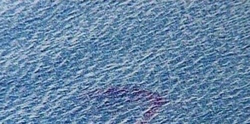 湛江湖光岩水怪之谜 湖底或存在一群龙鱼实为淡水鱼