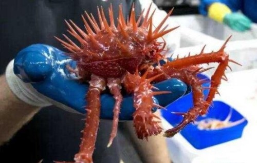 盘点十大深海未知巨型恐怖生物 海底神秘未知生物终曝光