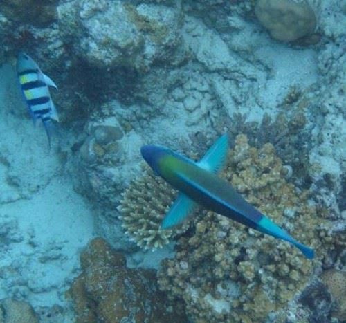 海底一万米的压力有多大？海底一万米的怪物图曝光真恐怖
