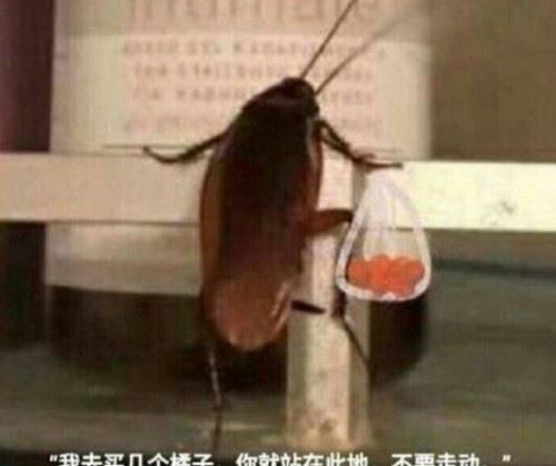 朱自清背影买橘子是什么梗?爸爸去给你买橘子调侃