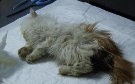 微波炉虐猫事件视频 嫌吵将猫放进微波炉15分钟活活烧死
