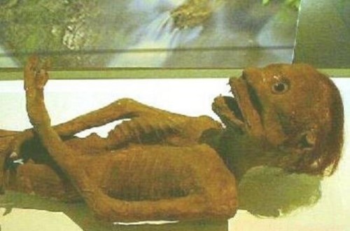 揭秘河童之谜 河童是什么生物头部似蛤蟆身体似儿童