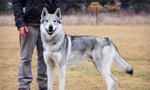 中国第一藏獒惊天兽 曾经价值千万如今沦为看门狗