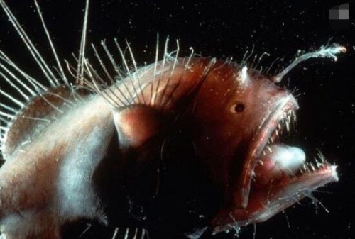 揭秘肯伟岛怪物之谜 神秘五个脚趾怪物海洋生物鮟鱇鱼