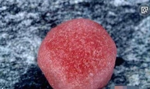 揭秘喜马拉雅山红雪之谜 遍地血红色的雪雪衣藻所致