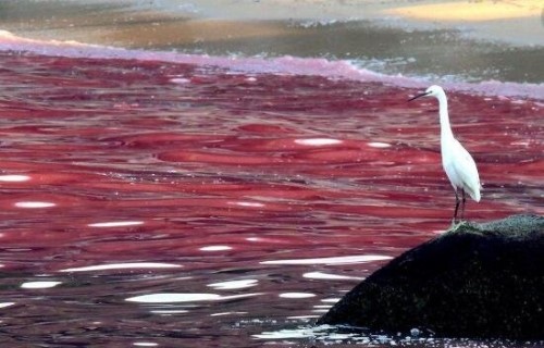 海洋赤潮之谜 大海被漂染成五颜六色/微生物导致随机变色