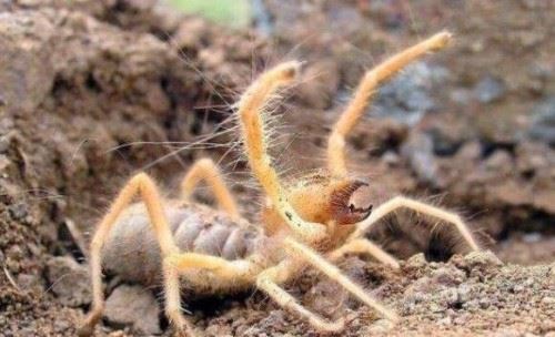 食人巨蛛巨骆驼蜘蛛 蚕食美国大兵的疯狂避日蛛