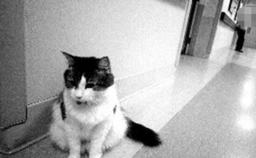 死神猫咪奥斯卡的精准预言 能提前预知人的死亡照片