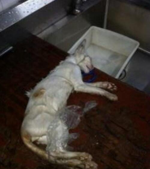 微波炉虐猫事件视频 嫌吵将猫放进微波炉15分钟活活烧死