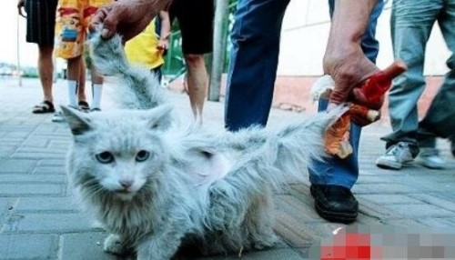 神秘物种天使猫 长有翅膀还会飞的未知生物飞猫