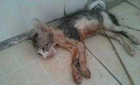 微波炉虐猫事件视频 嫌吵将猫放进微波炉15分钟活活烧死