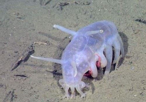 海猪是什么?海猪能吃吗?最真实的海猪图片曝光