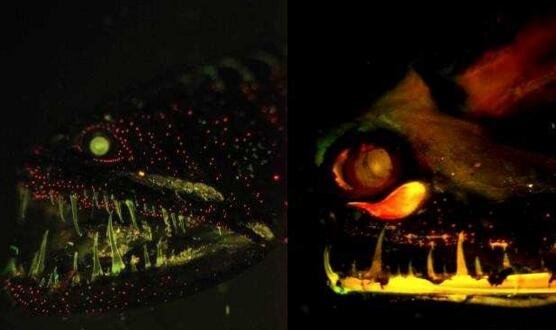盘点十大深海未知巨型恐怖生物 海底神秘未知生物终曝光