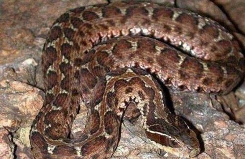 长白山毒王白眉蝮蛇 咬一口排毒200毫克能杀人也能治病