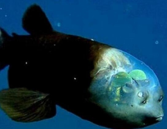 海底一万米有哪些生物?海底一万米恐怖生物图片曝光