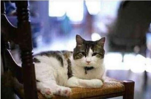 死神猫咪奥斯卡的精准预言 能提前预知人的死亡照片