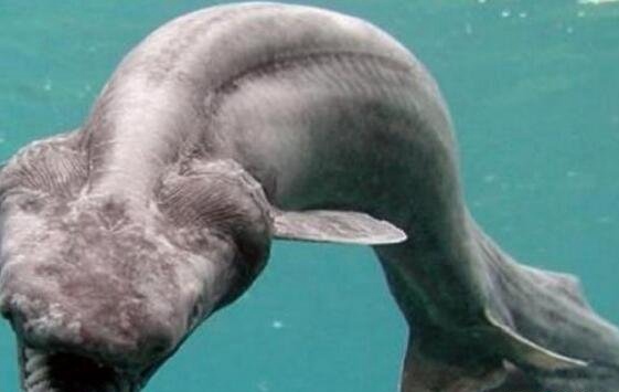 海底一万米有哪些生物?海底一万米恐怖生物图片曝光