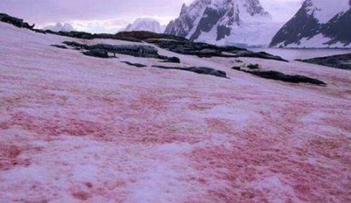西瓜雪是怎么回事？西瓜雪可以吃吗可以
