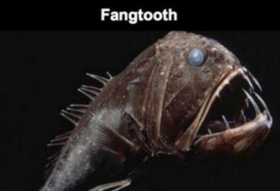 海底一万米有哪些生物?海底一万米恐怖生物图片曝光