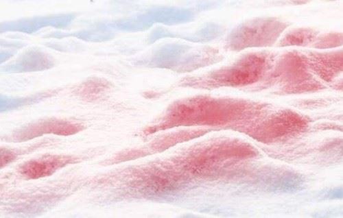西瓜雪是怎么回事？西瓜雪可以吃吗可以