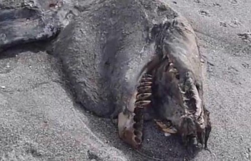 新西兰海滩惊现神秘海怪尸体 未灭绝的大型怪兽超恐怖