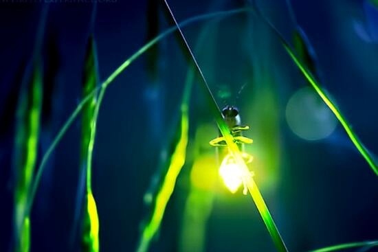 科学揭秘生物发光之谜 萤火虫为求偶而发光化学反应
