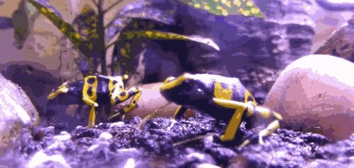 南美箭毒蛙的天敌是什么?能免疫蛙毒的蛇专杀箭毒幼蛙