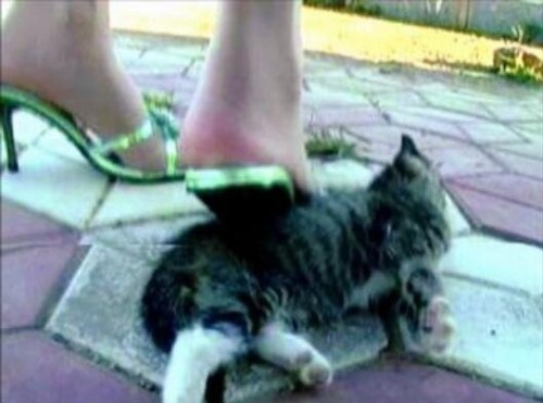 微波炉虐猫事件视频 嫌吵将猫放进微波炉15分钟活活烧死