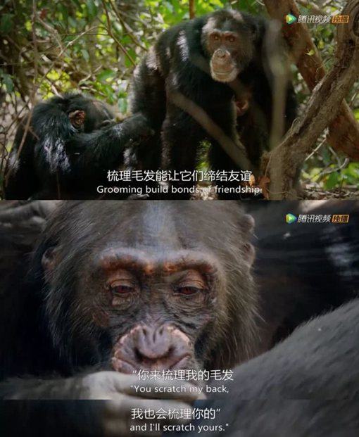 《王朝》主要讲述了哪些动物的故事?《王朝》为什么好看?
