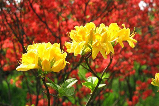 花朝节是什么时候?花朝节有什么习俗? 花朝节是什么时候?花朝节有什么习俗?