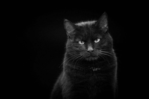 猫咪是招鬼的还是辟邪的?为何说养猫穷三代呢? 猫咪是招鬼的还是辟邪的?为何说养猫穷三代呢?