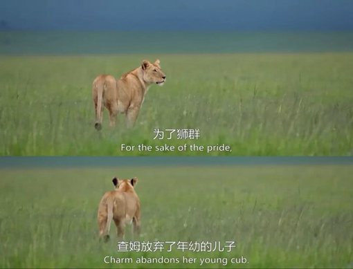 《王朝》主要讲述了哪些动物的故事?《王朝》为什么好看?