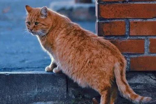 中国民间故事,猫儿桥的传说是什么? 中国民间故事,猫儿桥的传说是什么?