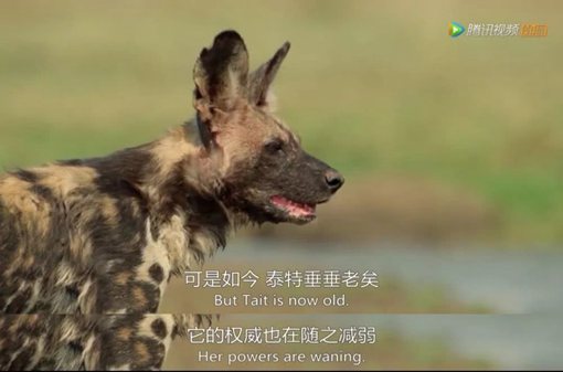 《王朝》主要讲述了哪些动物的故事?《王朝》为什么好看?