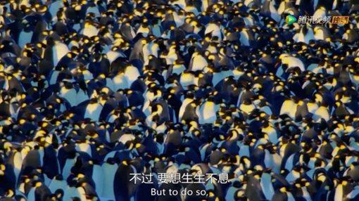 《王朝》主要讲述了哪些动物的故事?《王朝》为什么好看?