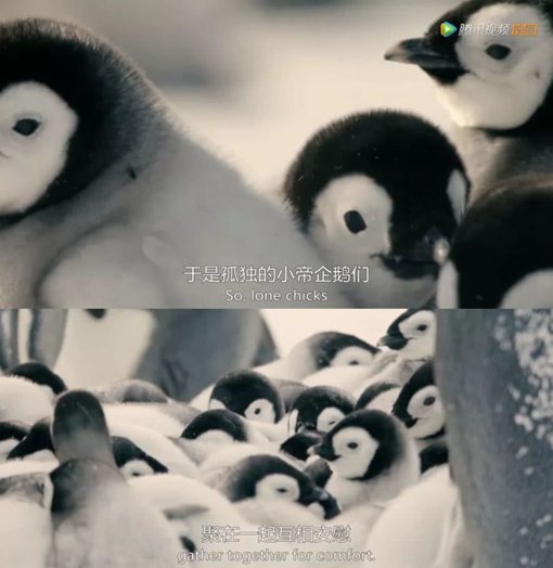 《王朝》主要讲述了哪些动物的故事?《王朝》为什么好看?