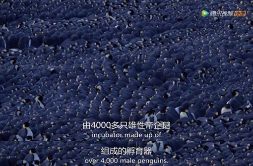 《王朝》主要讲述了哪些动物的故事?《王朝》为什么好看?