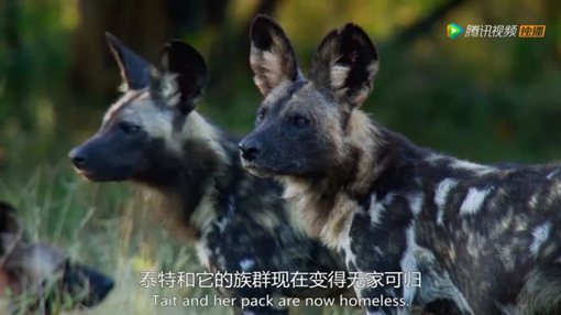 《王朝》主要讲述了哪些动物的故事?《王朝》为什么好看?