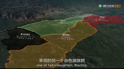 《王朝》主要讲述了哪些动物的故事?《王朝》为什么好看?