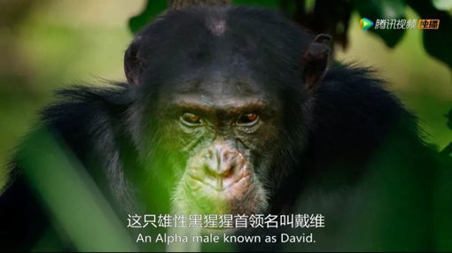 《王朝》主要讲述了哪些动物的故事?《王朝》为什么好看?