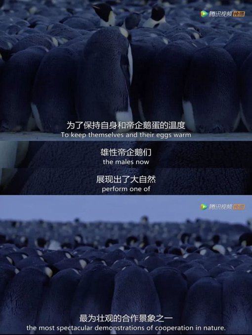 《王朝》主要讲述了哪些动物的故事?《王朝》为什么好看?